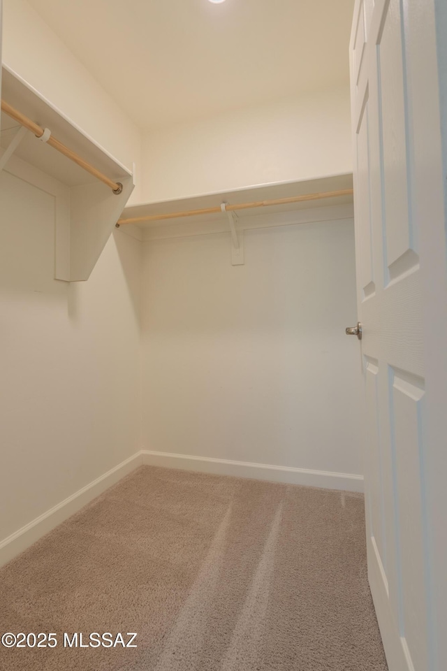 spacious closet featuring carpet