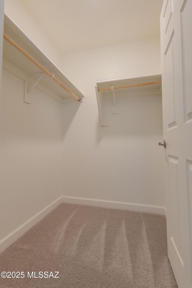 walk in closet with carpet flooring