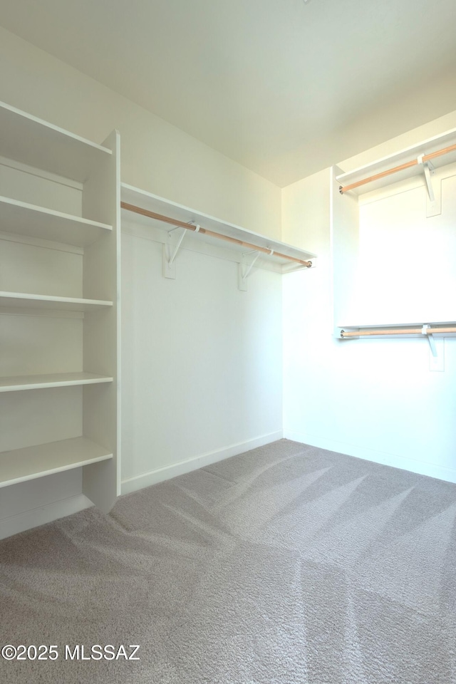 spacious closet featuring carpet flooring