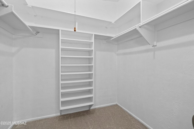 walk in closet with carpet floors