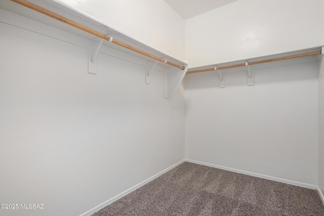 spacious closet featuring carpet