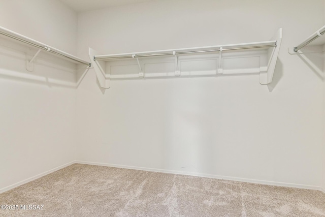 walk in closet with carpet floors