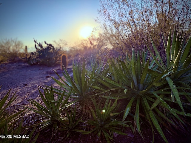 view of nature at dusk