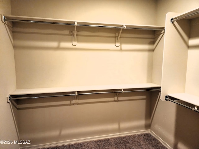 spacious closet featuring carpet flooring