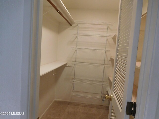 spacious closet featuring carpet