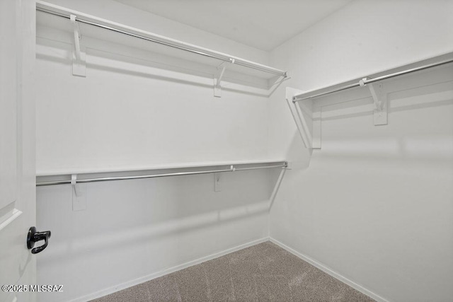 walk in closet with carpet floors