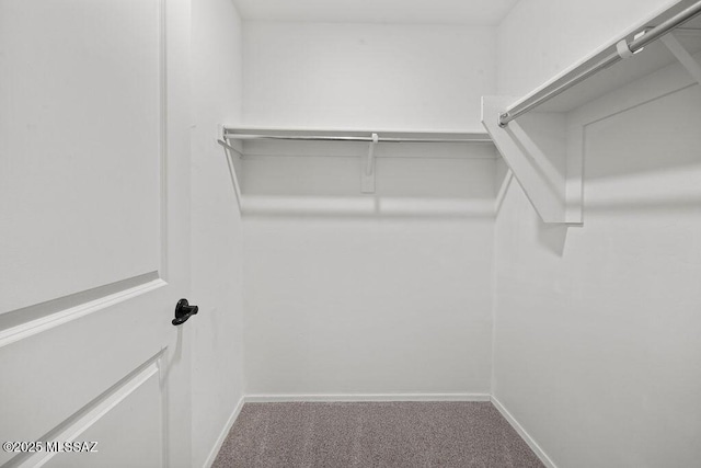 walk in closet with carpet flooring