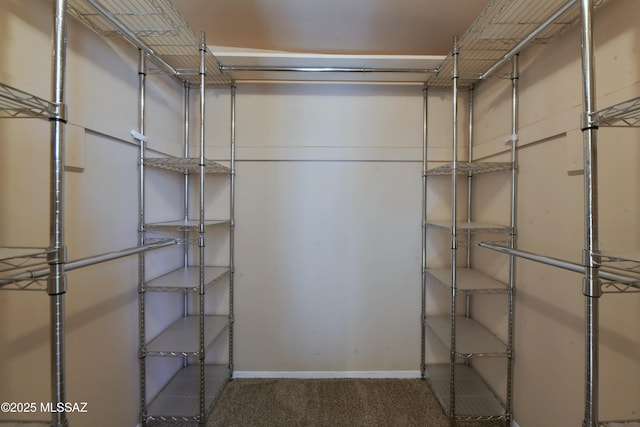 walk in closet featuring carpet flooring