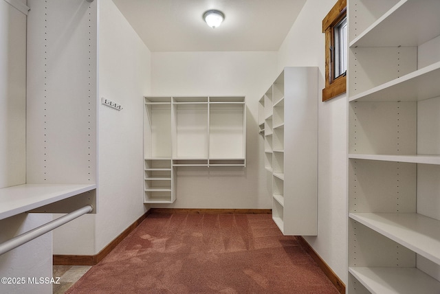 spacious closet with carpet flooring