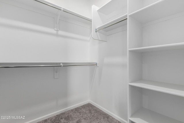 walk in closet featuring carpet flooring