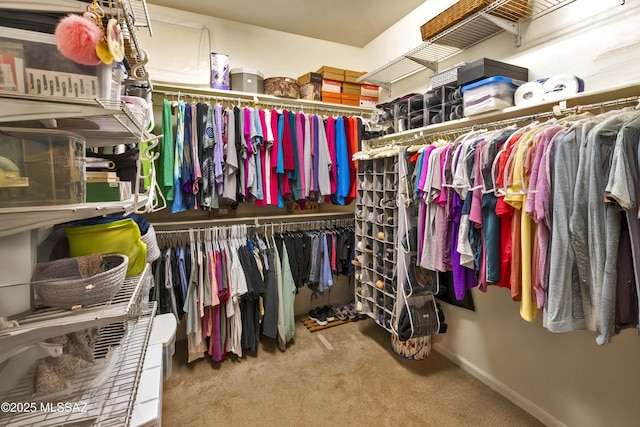 spacious closet featuring carpet floors