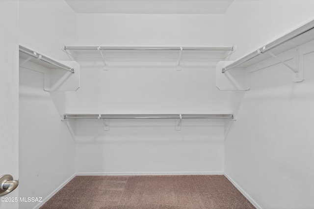 spacious closet featuring carpet