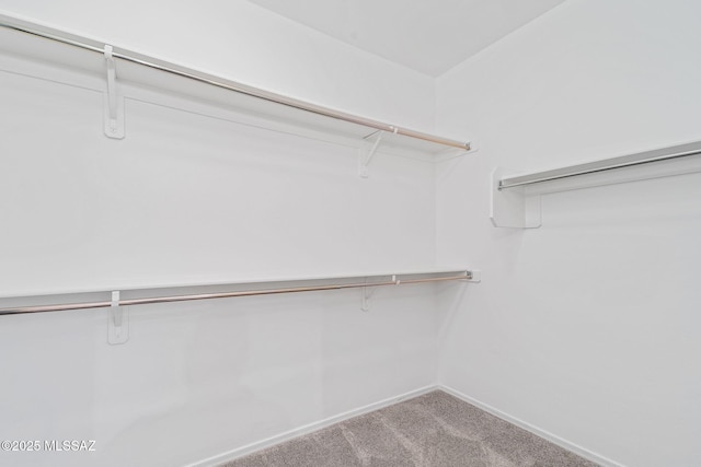 spacious closet featuring carpet flooring