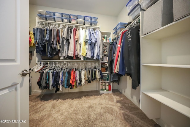 walk in closet with carpet flooring