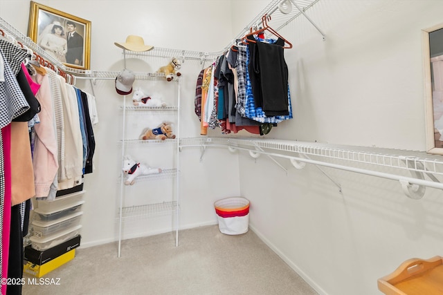 spacious closet featuring carpet