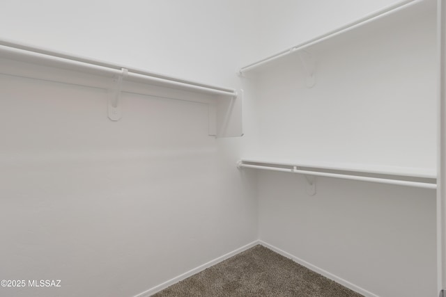 walk in closet featuring carpet