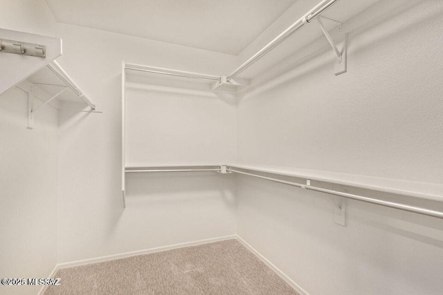 spacious closet featuring carpet