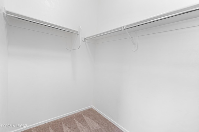 walk in closet with carpet flooring