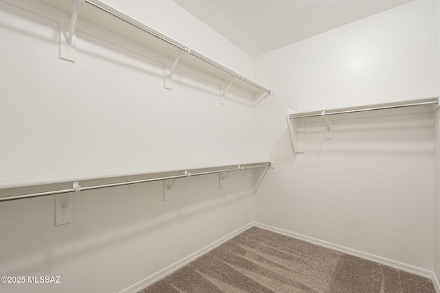 spacious closet featuring carpet