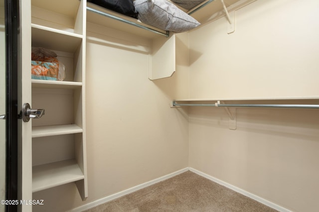 spacious closet featuring carpet