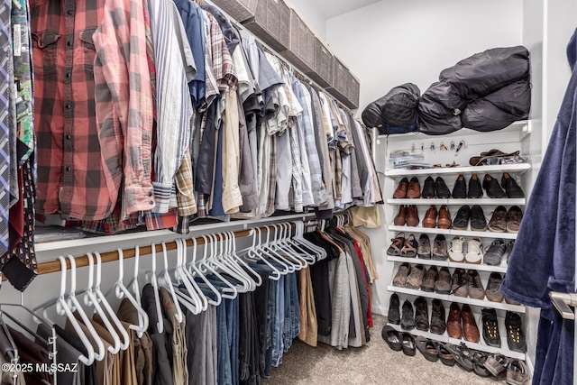 spacious closet featuring carpet flooring