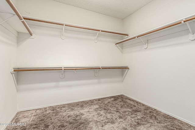 spacious closet featuring carpet