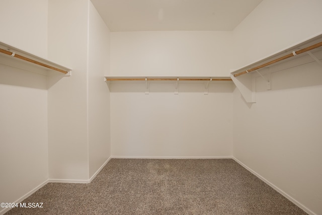 spacious closet featuring carpet