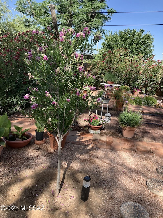 view of yard featuring a patio area