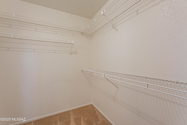 walk in closet featuring carpet floors