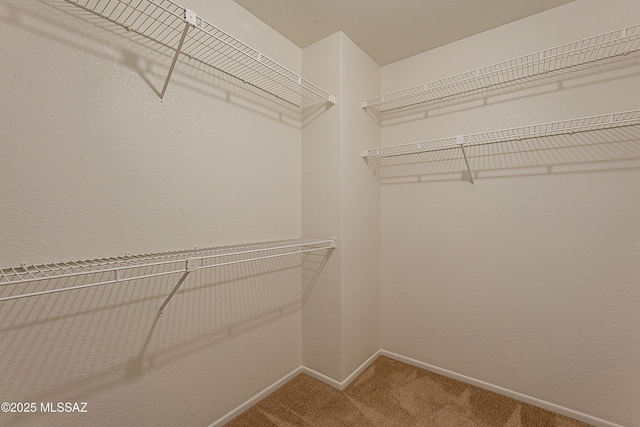 spacious closet featuring carpet flooring