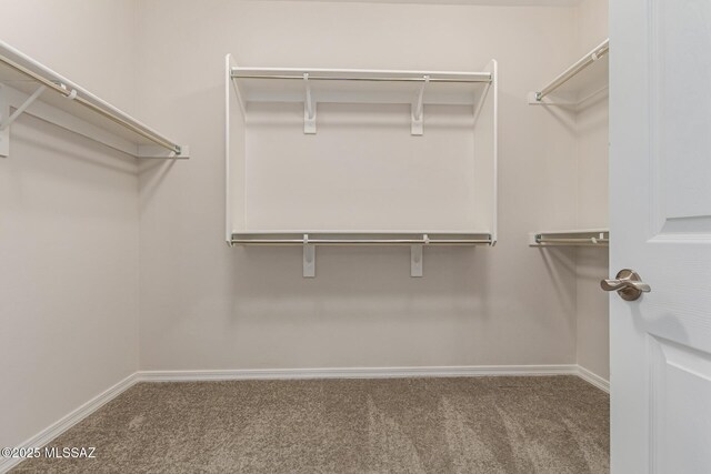 spacious closet featuring carpet flooring