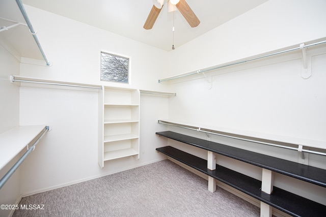 spacious closet with carpet and ceiling fan