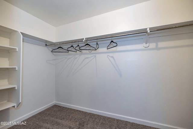 spacious closet featuring carpet