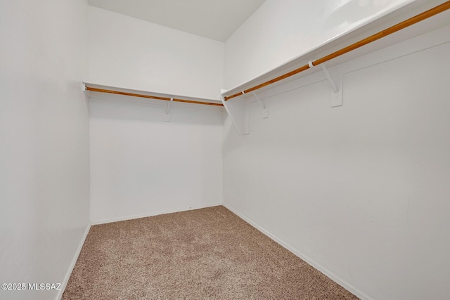 spacious closet featuring carpet flooring