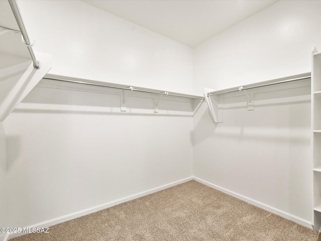 spacious closet featuring carpet