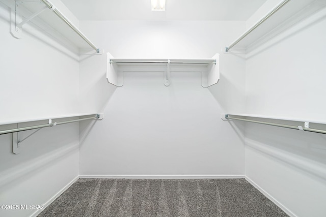 walk in closet with carpet