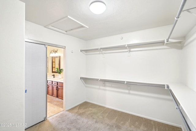 walk in closet featuring attic access and light colored carpet