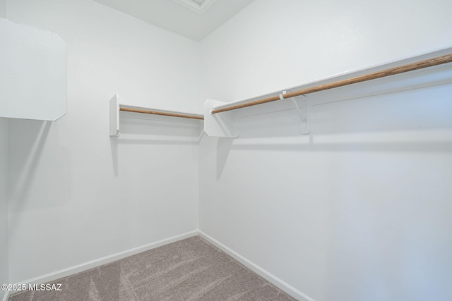 walk in closet featuring carpet flooring