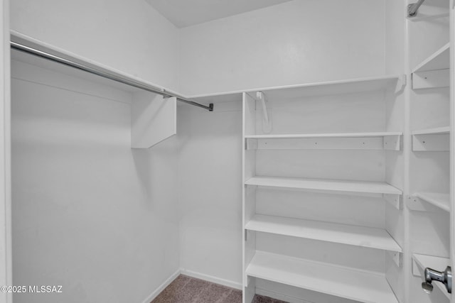 spacious closet featuring carpet