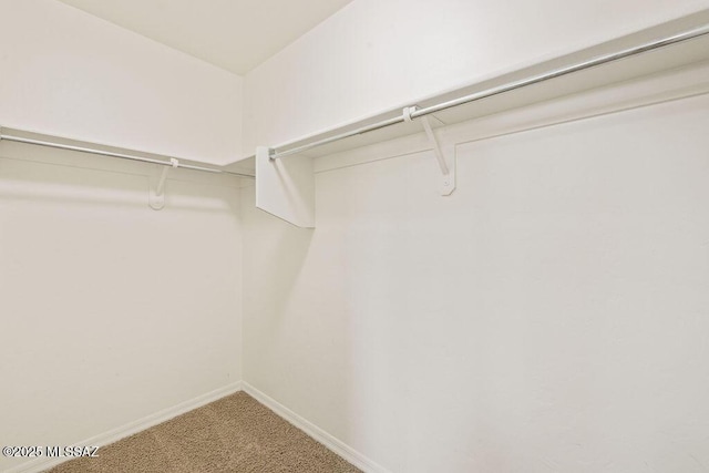 walk in closet featuring carpet flooring