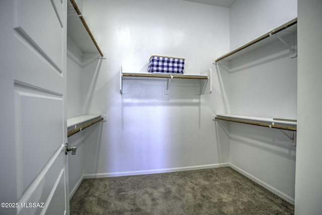 spacious closet featuring carpet