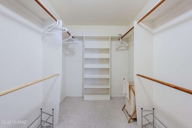 walk in closet with carpet floors