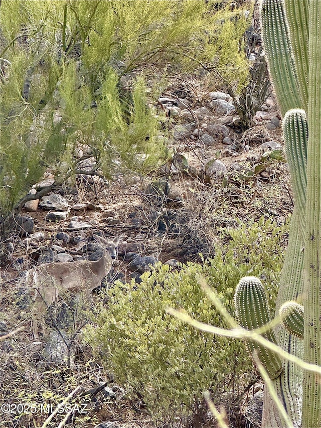 2164 E Buck Ridge Pl Unit 59, Tucson, AZ 85737
