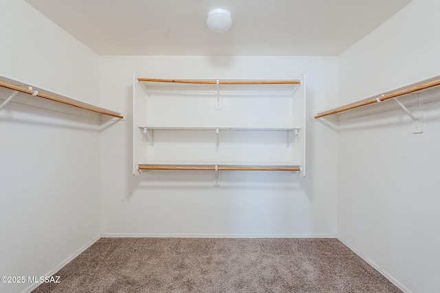 walk in closet with carpet flooring