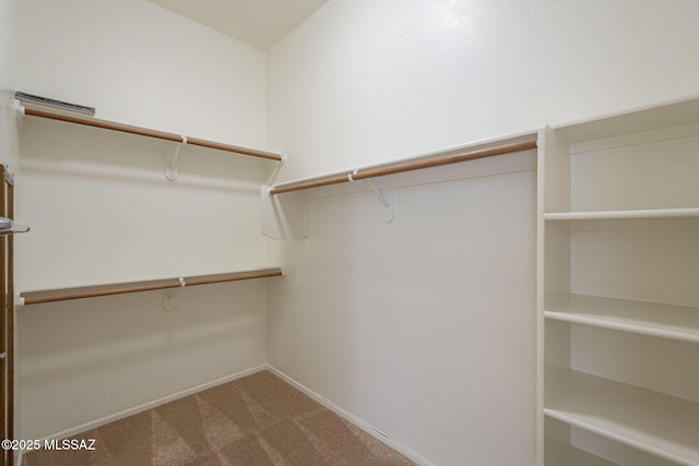 walk in closet featuring carpet flooring