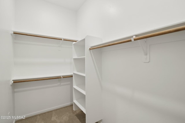 walk in closet with carpet floors