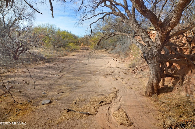 view of local wilderness