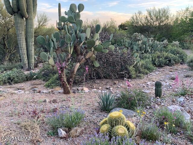 view of nature