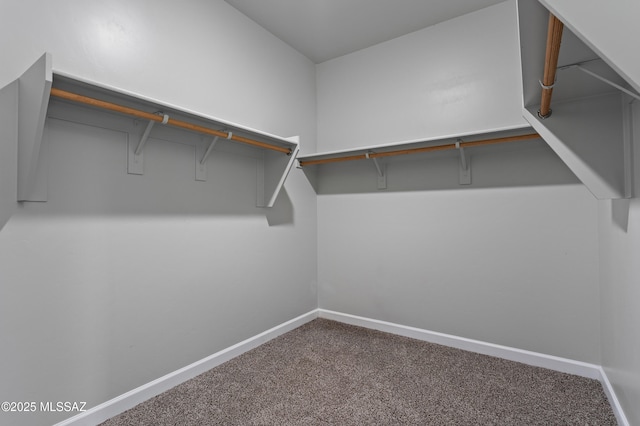 spacious closet featuring carpet flooring