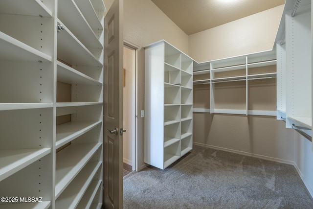 walk in closet featuring carpet flooring